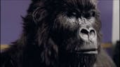 🎵Cadbury Gorilla drum advert🍫🦍