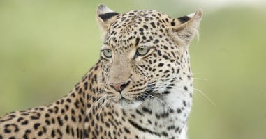Cougar snarl, growl