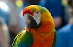 Parrot sound effect