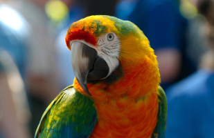 Parrot sound effect