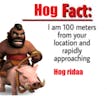 hog ridaaaa 