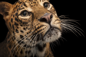 leopard snarls sound