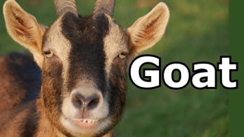 Goat sound effect 2