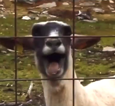 Goat Screaming