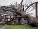 Tree Falling Down