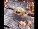 goofy ahh frog