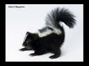 skunk sound