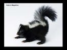 skunk sound