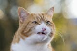 angry cat by II23 Sound Effect - Meme Button for Soundboard - Tuna
