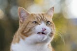 ☊ Angry Cat Soundboard