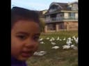 Look At All Those Chickens - Original Uncut Vine