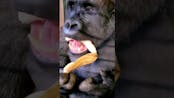 Chimpanzee Eating Sound
