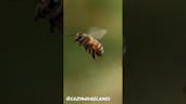 Bee Hive Buzzing 
