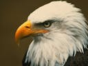 Bald Eagle Call 1