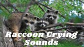 Baby raccoon cry 