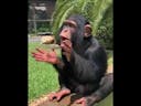 Baby Chimpanzee Clapping Sound
