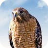   Sparrowhawk Audio Clip