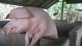 Pig Sound