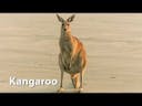 Kangaroo Sound Effect