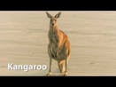 Kangaroo Sound Effect