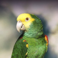 Tropical bird, lilac-crowned amazon parrot 