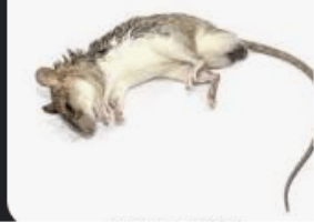 rat dying