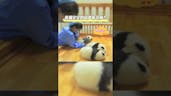 Baby Panda Squeaks