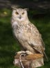 barn owl 1