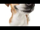 EVADE -Wenomechainsama audio- (what the dog doing?)