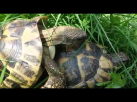 turtle sex