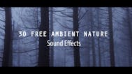 Birds  (Background Sound Effect)