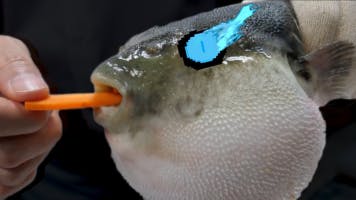 Pufferfishlovania