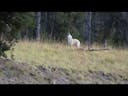  Howling in the forest