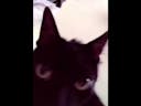 Angry Black Cat meme