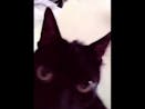 Angry Black Cat meme