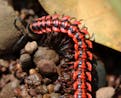 Amazonian Giant Centipede