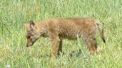 Coyote puppy