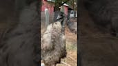 Emu Bird Bass