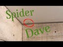 Spider Dave but weird