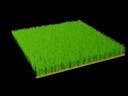 Grass