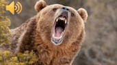 Bear Roar