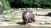 World's Biggest Fart - The Hippo