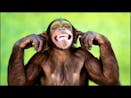Erape  monkey sound 