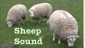 Sheep Sound 1