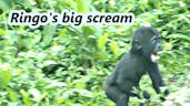Baby Gorilla Crying Sound