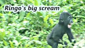 Baby Gorilla Crying Sound