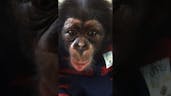 5 Weeks Old Chimpanzee Sound