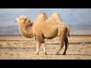 Camel Sounds 17