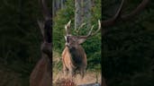 Red deer call