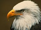 Bald Eagle Vocalizing